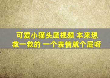 可爱小猫头鹰视频 本来想救一救的 一个表情就个屁呀